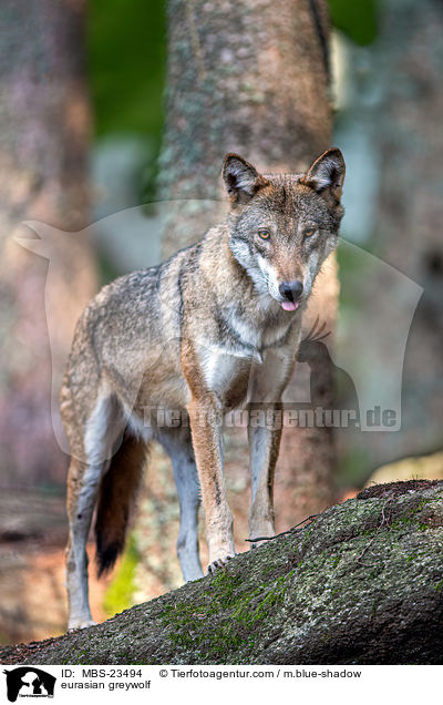 Eurasischer Grauwolf / eurasian greywolf / MBS-23494