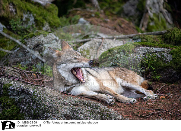 Eurasischer Grauwolf / eurasian greywolf / MBS-23591