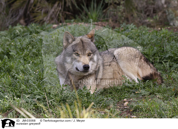 eurasian greywolf / JM-03068