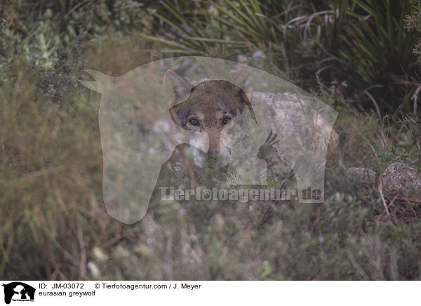 eurasian greywolf / JM-03072