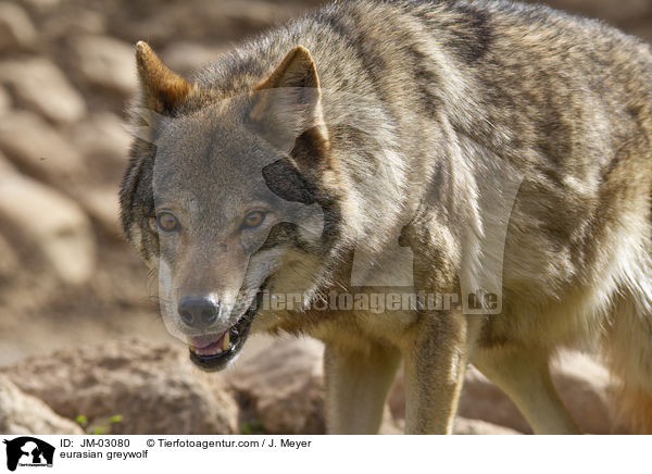 eurasian greywolf / JM-03080