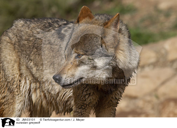 eurasian greywolf / JM-03101