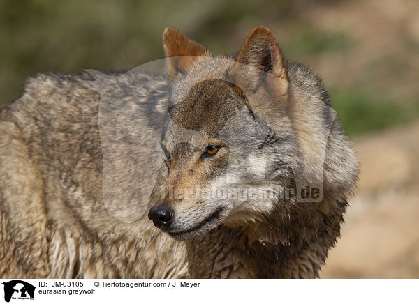 eurasian greywolf / JM-03105