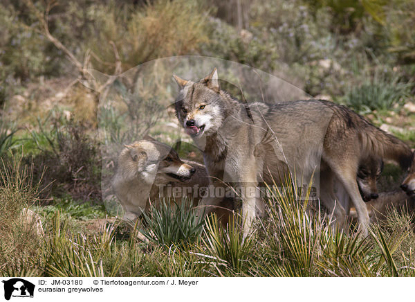 Eurasischer Grauwlfe / eurasian greywolves / JM-03180