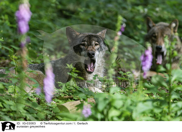 Eurasische Grauwlfe / eurasian greywolves / IG-03063
