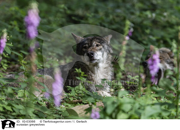 Eurasische Grauwlfe / eurasian greywolves / IG-03066