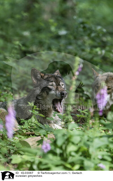 Eurasische Grauwlfe / eurasian greywolves / IG-03067