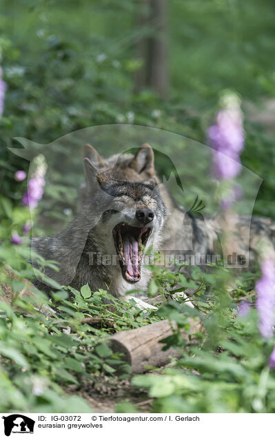 Eurasische Grauwlfe / eurasian greywolves / IG-03072