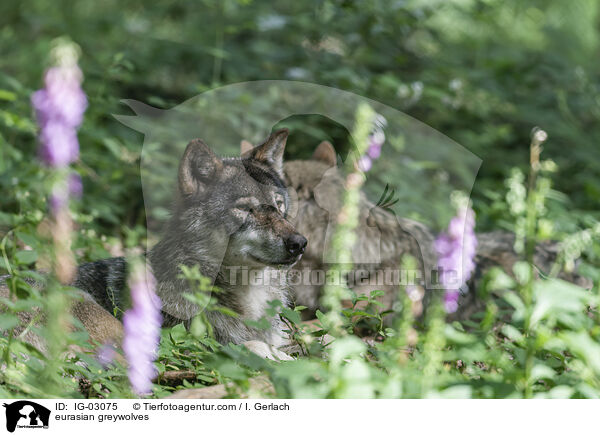 Eurasische Grauwlfe / eurasian greywolves / IG-03075