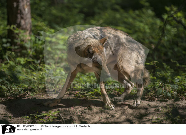 eurasian greywolf / IG-03213