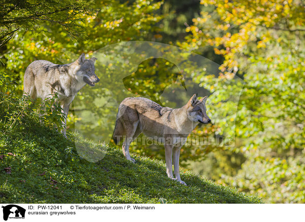 eurasian greywolves / PW-12041
