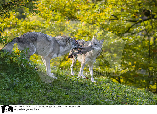 Eurasische Grauwlfe / eurasian greywolves / PW-12090