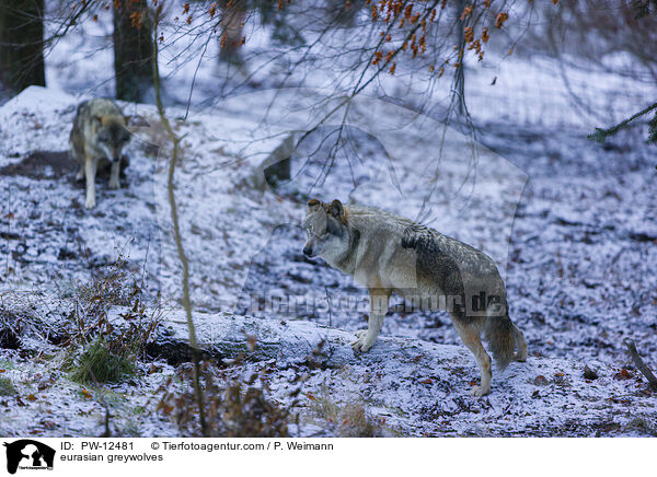 Eurasische Grauwlfe / eurasian greywolves / PW-12481