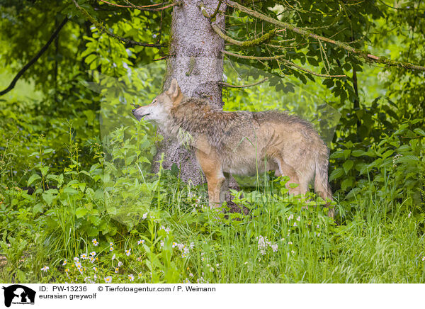 eurasian greywolf / PW-13236