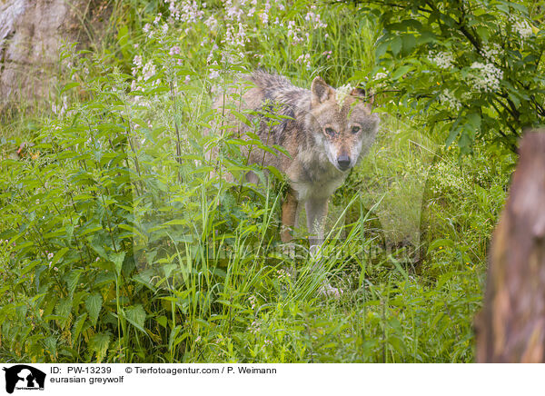 eurasian greywolf / PW-13239