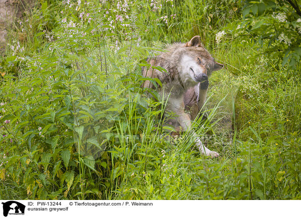 eurasian greywolf / PW-13244