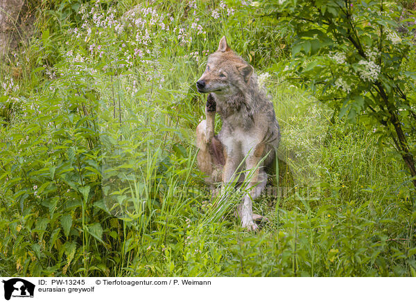 eurasian greywolf / PW-13245