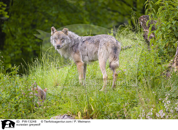 eurasian greywolf / PW-13248
