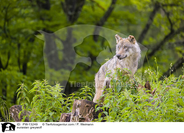 eurasian greywolf / PW-13249