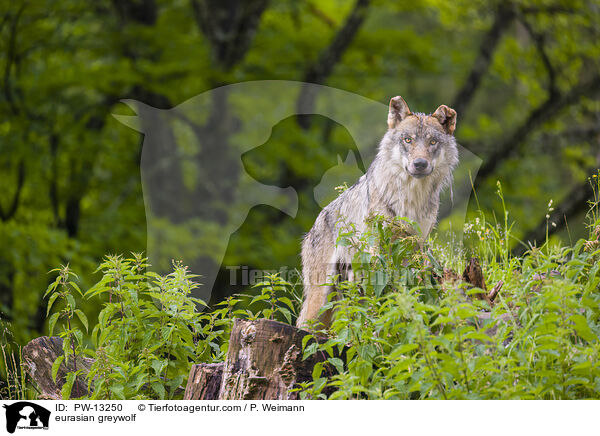 eurasian greywolf / PW-13250