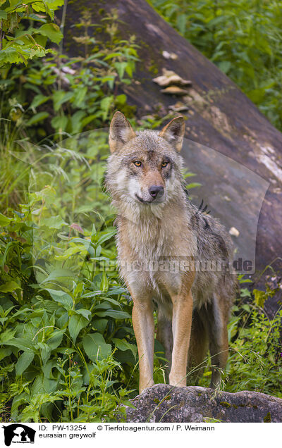 eurasian greywolf / PW-13254