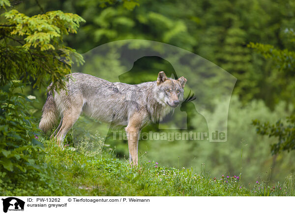 eurasian greywolf / PW-13262