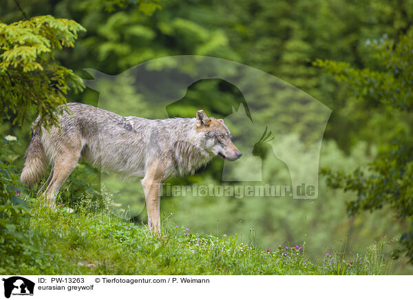 eurasian greywolf / PW-13263