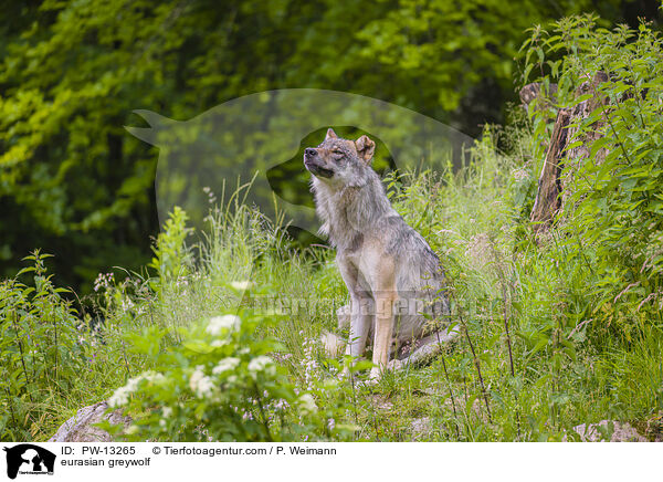 eurasian greywolf / PW-13265