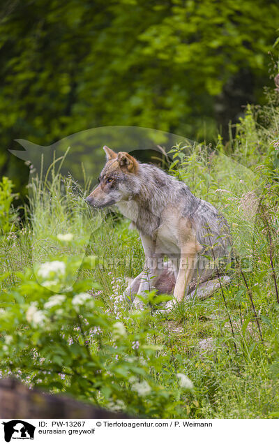eurasian greywolf / PW-13267