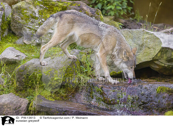 eurasian greywolf / PW-13613