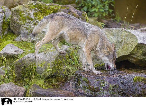 eurasian greywolf / PW-13614
