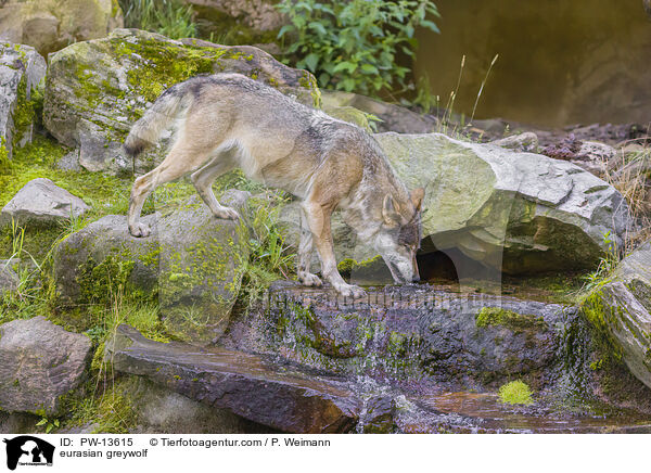 eurasian greywolf / PW-13615