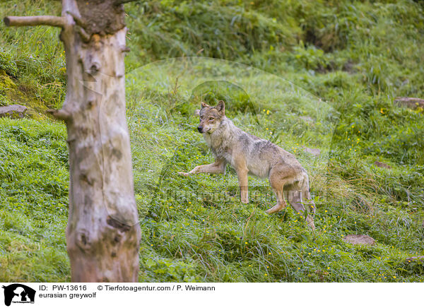 eurasian greywolf / PW-13616