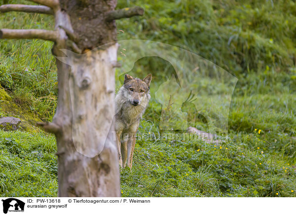 eurasian greywolf / PW-13618