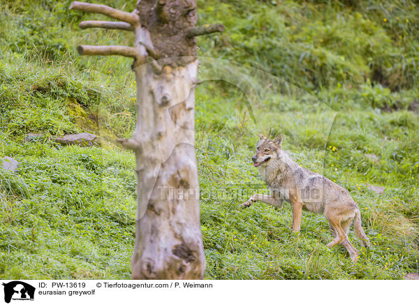 eurasian greywolf / PW-13619