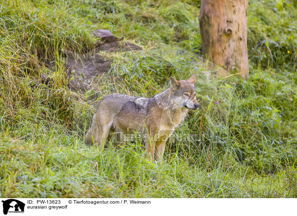 eurasian greywolf / PW-13623
