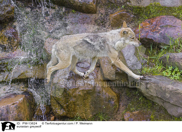 eurasian greywolf / PW-13624