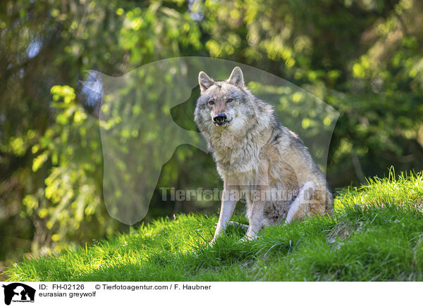 eurasian greywolf / FH-02126