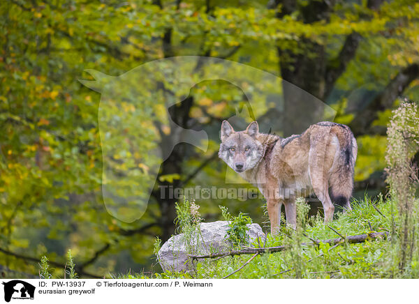 eurasian greywolf / PW-13937