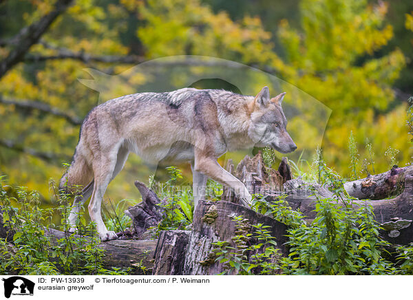 eurasian greywolf / PW-13939