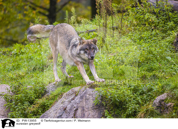 eurasian greywolf / PW-13955