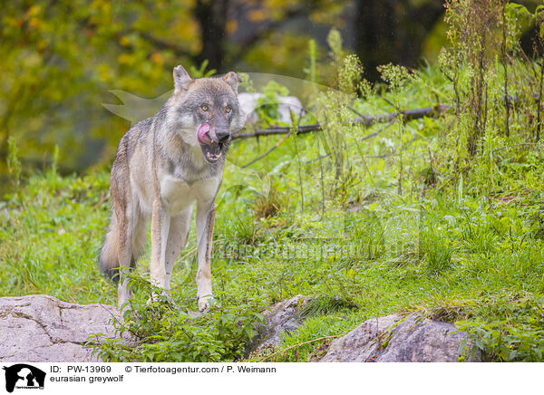 eurasian greywolf / PW-13969