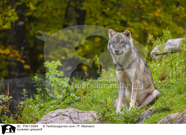 eurasian greywolf / PW-13994