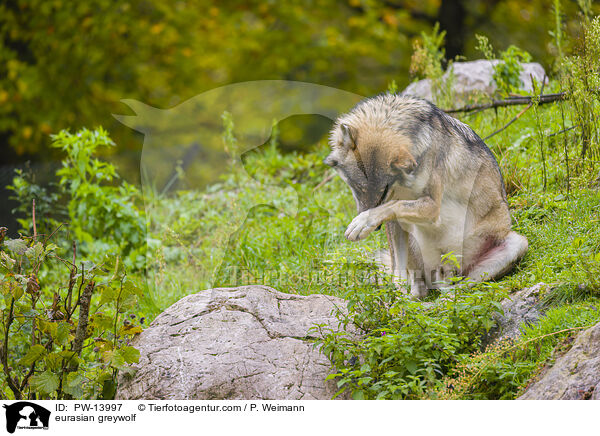 eurasian greywolf / PW-13997