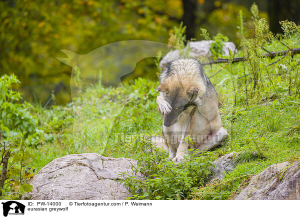 eurasian greywolf / PW-14000