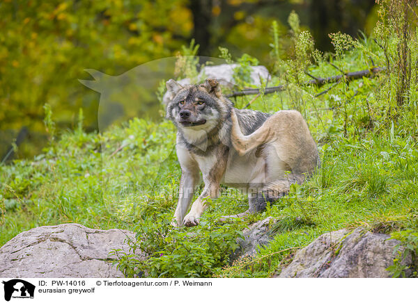 eurasian greywolf / PW-14016