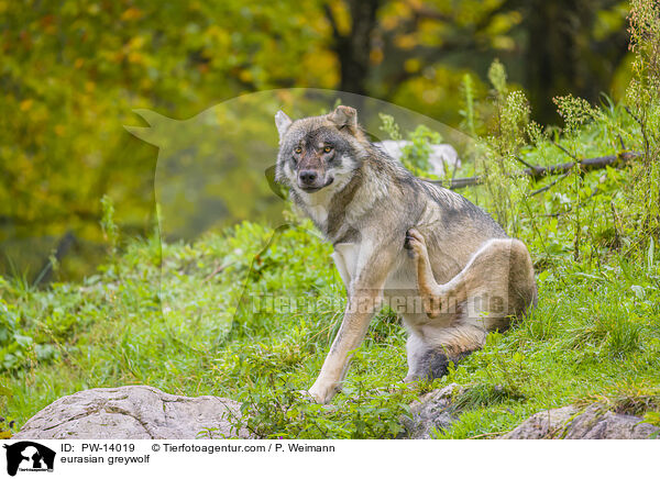 Eurasischer Grauwolf / eurasian greywolf / PW-14019