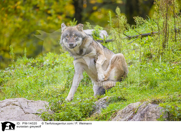 eurasian greywolf / PW-14020