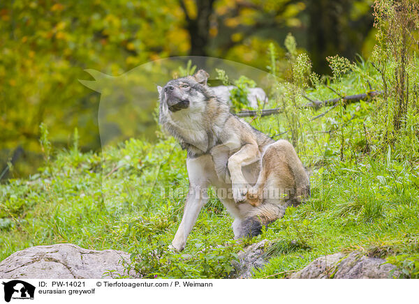 eurasian greywolf / PW-14021