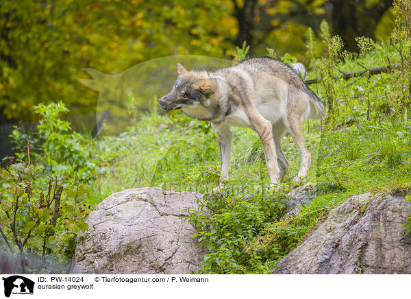 eurasian greywolf / PW-14024
